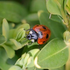 Ladyburg on green leaf macro closeup - 591118604