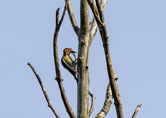 Red-bellied Woodpecker