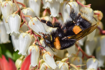 Bumblebee on flower macro closeup - 591118646