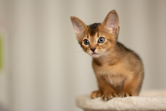 abyssinian cat