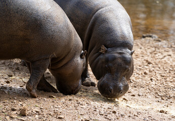 Pigmeus hippo (Choeropsis liberiensis) looking for food next to a river  