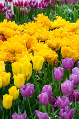 yellow and purple tulips flower blossom in flowerbed at spring garden