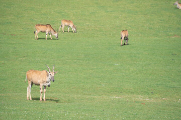 eland antelopes (Taurotragus oryx ) pasturing on a green field in the grasslands