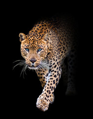 portrait of a leopard in black background walking toword you - obrazy, fototapety, plakaty