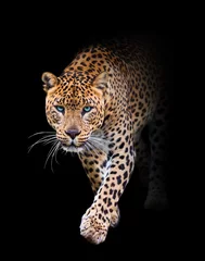 Türaufkleber Leopard portrait of a leopard in black background walking toword you