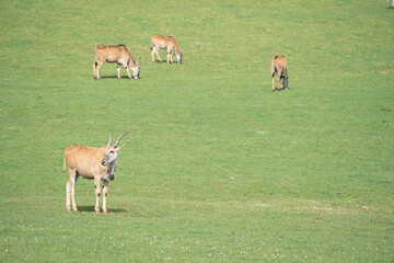 eland antelopes (Taurotragus oryx ) pasturing on a green field in the grasslands