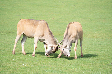 Obraz na płótnie Canvas two eland antelope (Taurotragus oryx ) males fighting each other on the grasslands