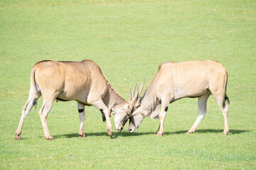 Naklejka na ściany i meble two eland antelope (Taurotragus oryx ) males fighting each other on the grasslands