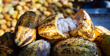 Harvesting ripe yellow fresh cacao fruit, fresh cacao pods cut in half.fresh cocoa fruit in a cocoa factory