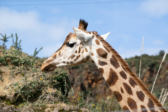 close up shot of a jiraffe in cabarceno natural park, cantabria, spain