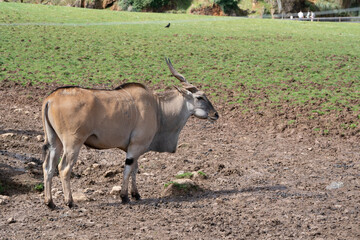 antelope in cabarceno natural park