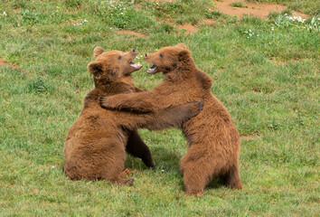 two male brown bears fighting each other on the grass