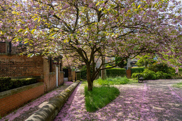 Petals from a pink cherry tree have fallen to the ground, covering the grass and the path below, Harrogate, North Yorkshire, England, UK.