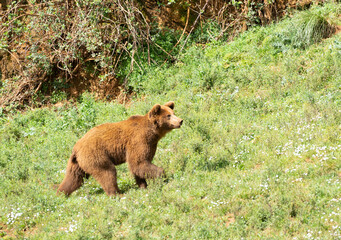 brown bear (ursus arctos) walking on a grass green field in Cabarceno, Cantabria, Spain