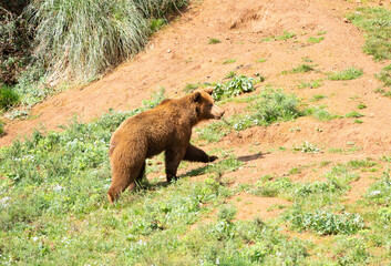 brown bear (ursus arctos) walking on a grass green field in Cabarceno, Cantabria, Spain