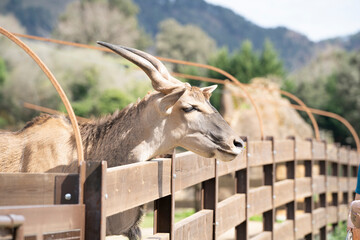 antelope in cabarceno natural park