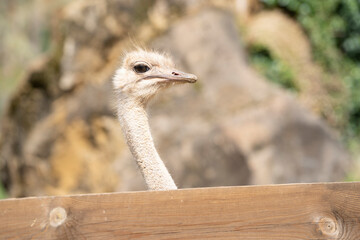 close up shot of an ostrich
