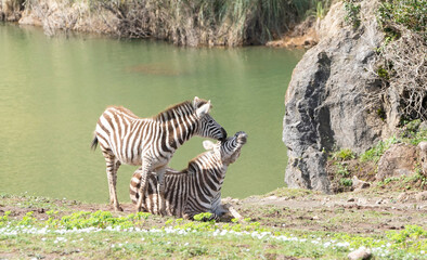 african zebras walking peacefully next to a river (Equus zebra)