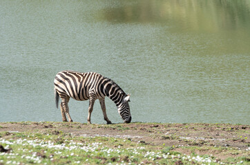 african zebras walking peacefully next to a river (Equus zebra)