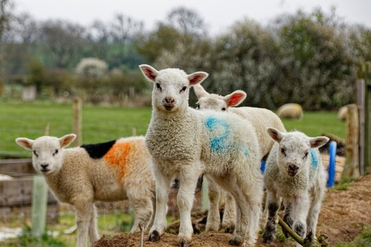 Lambs playing in a field in the Spring