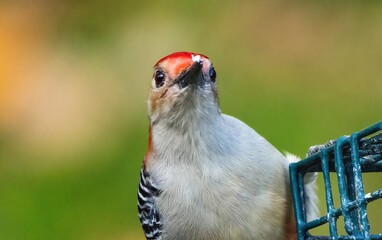 Red-bellied Woodpecker