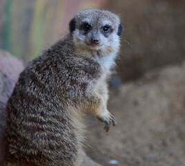 A meerkat stands and looks ahead on a spring day