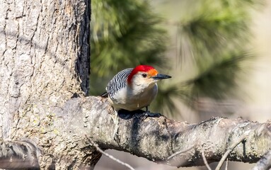 Red-bellied Woodpecker