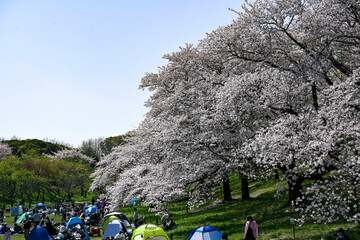 根岸公園の桜