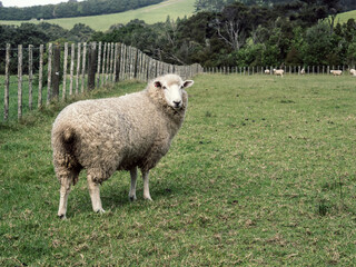 White sheep on green grass
