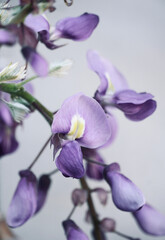 Purple flower with white wall background and space for text. Wisteria spring flower blooming in the garden. Wisteria chinensis. Nature wallpaper.