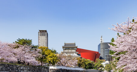 青空と満開の桜の花と小倉城