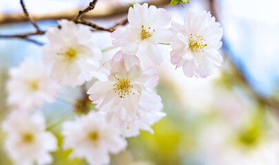 色が綺麗な満開の桜の花