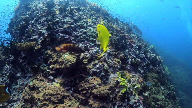 Under water film - Sail Rock island - Thailand - banded grouper fish together with a butterly fish and a yellow tropical fish - swimming around a rocky coral reef