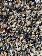 Crushed Shells
