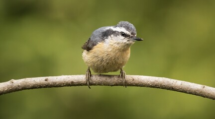Fototapeta premium Red-breasted Nuthatch