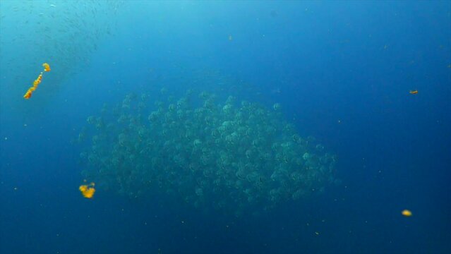 Under water film - Sail Rock island - Thailand - A very large school of batfish in formation swimming away from camera