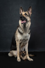 An East European Shepherd and a Siamese cat sit together on a black floor in a studio. Portrait of blue eyed cat and dog together. Pets in the studio on dark background. Vertical photo of VEO and cat
