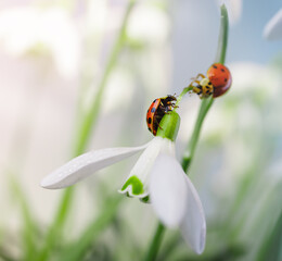 ladybug on snowdrop
