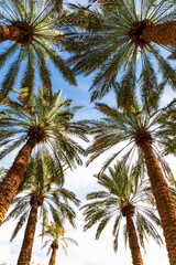 Fototapeta na wymiar Tall palm trees