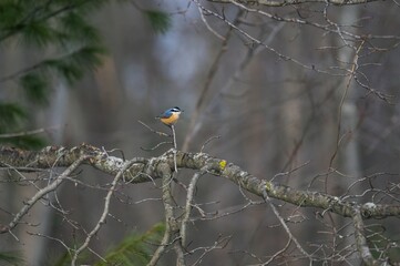 Red-breasted Nuthatch