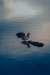 Duck on lake at sunset