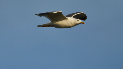 Silbermöwe, Larus argentatus