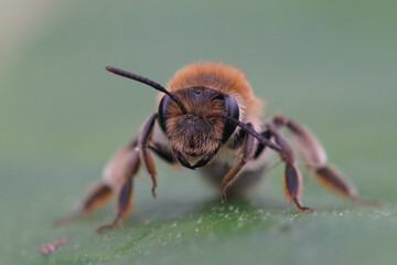 Closeup on a fluffy female Mellow miner solitary bee, Andrena mitis, sitting on a green leaf