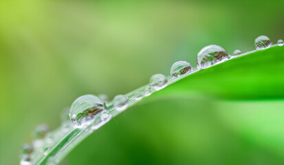 Dew drops on fresh spring grass on a spring morning.
Abstract natural Backgrounds
