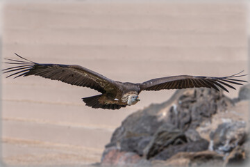 eagle in flight Lanzarote