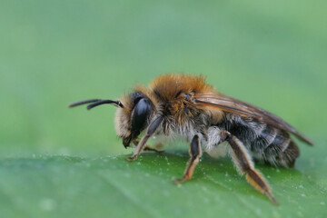 Closeup on a fluffy female Mellow miner solitary bee, Andrena mitis, sitting on a green leaf