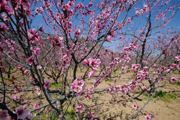 Izmir - Turkey ; Blooming peach trees in Selcuk region