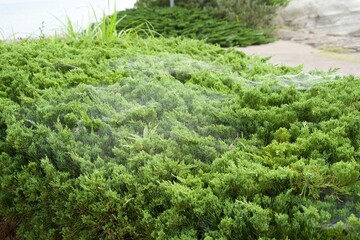 Juniperus with lots of cobwebs