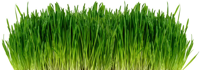 Green wheat sprouts on a white isolated background, a bush for decoration