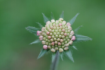 Closeup on a closed flower bud of a Macedonian scabious, Knautia macedonica flower